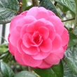 Camellia edithae